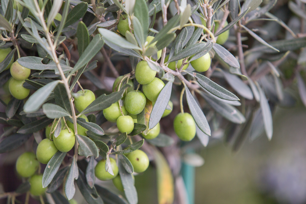 la masseria di zio antonio a buccino vallo di diano produzione prodotti tipici produzione olio